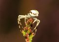 35 gewone kameleonspin Misumena vatia juv m De Hamert_resize